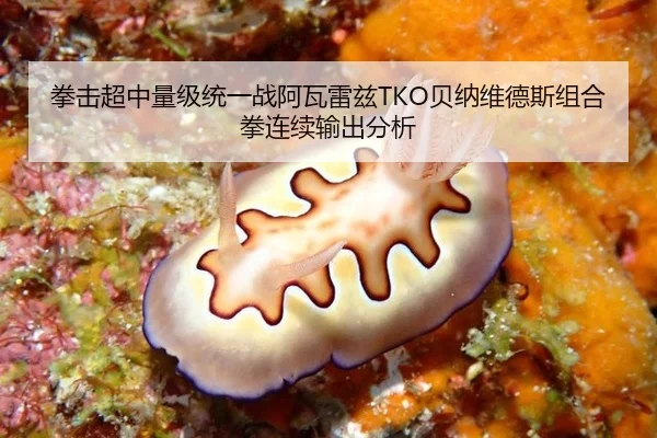 拳击超中量级统一战阿瓦雷兹TKO贝纳维德斯组合拳连续输出分析